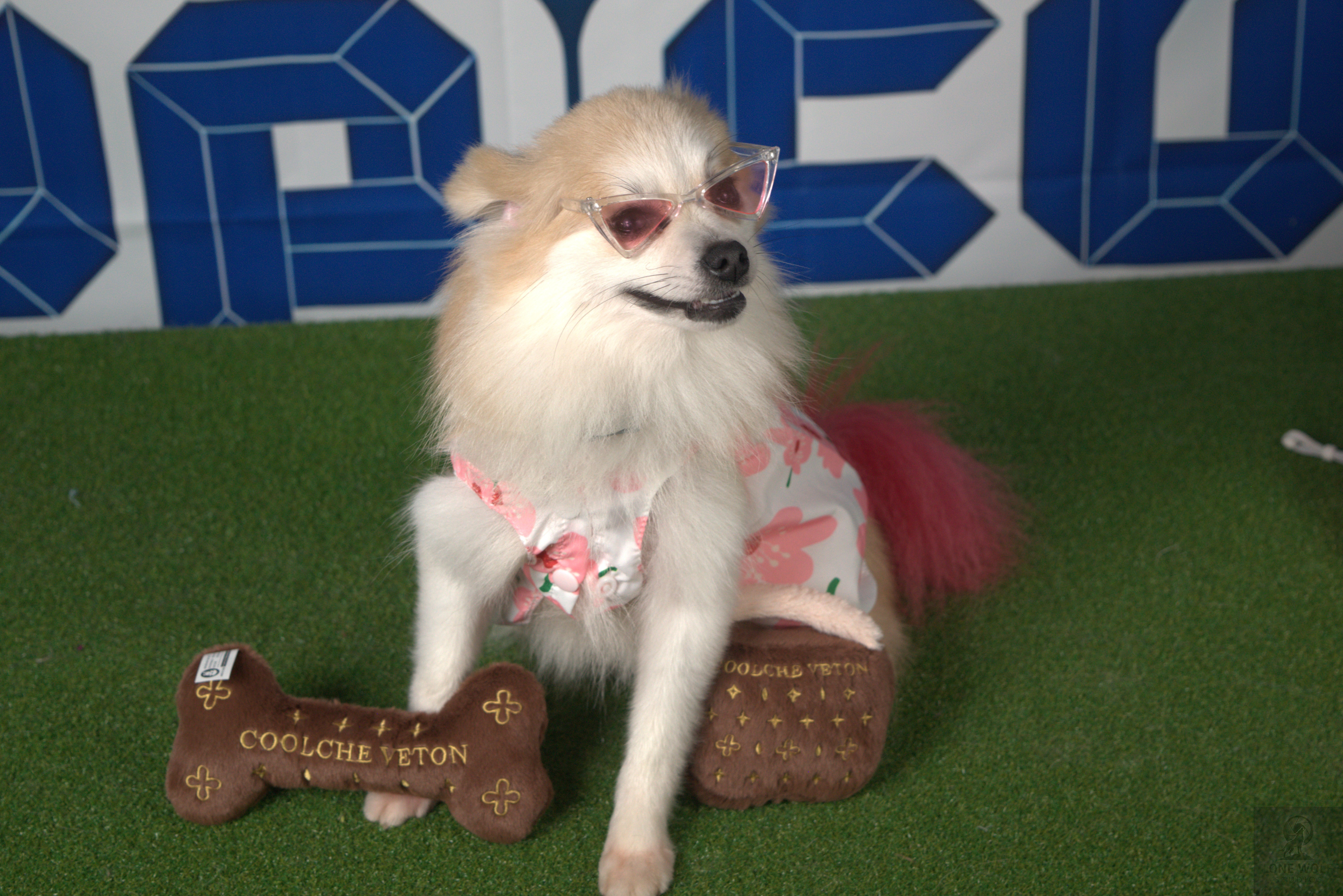 Dog product lifestyle shot