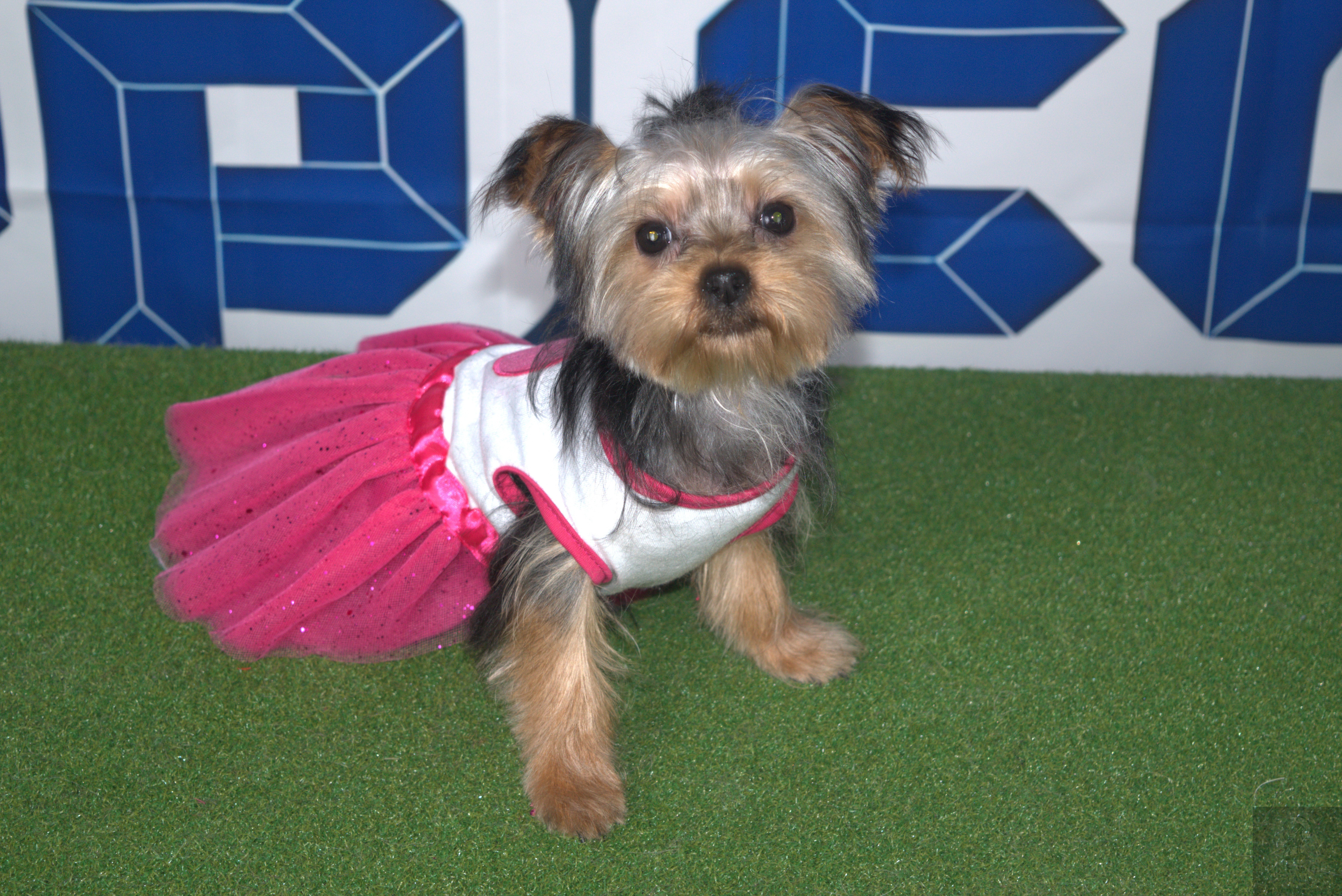 Dog product with owner